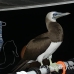 booby_brown_ci_h_0111_cos0113.jpg
